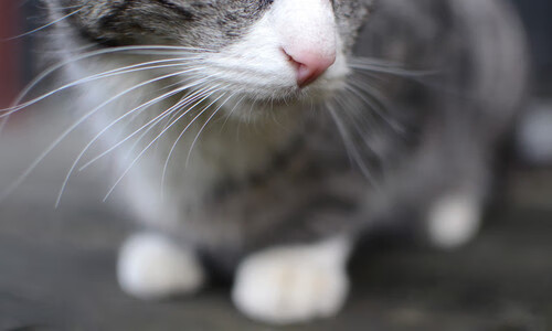 篮球训练中的运动损伤预防方法探讨，篮球训练中的运动损伤预防方法探讨论文