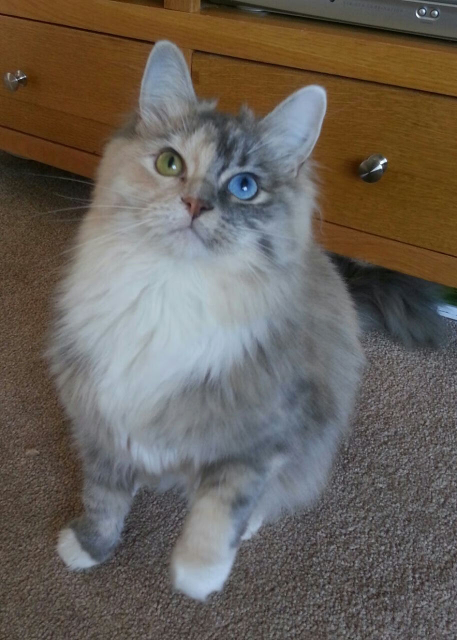 青少年体育活动参与动机分析，青少年参加体育运动的动机