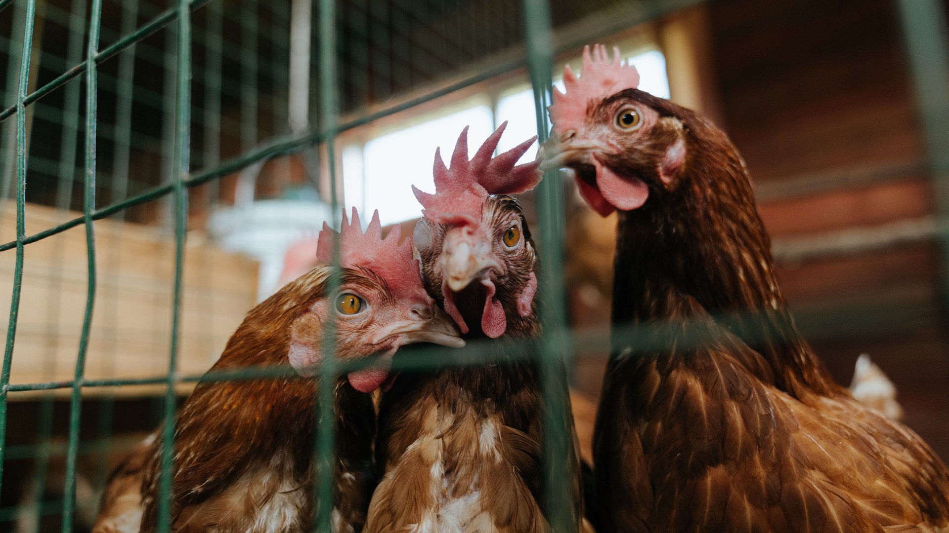 爱游戏官网-中国香港队未来发展展望：培养更多国际级乒乓球人才，香港乒乓球队实力