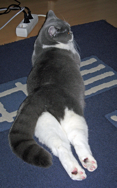 爱游戏app下载-国际米兰攻防节奏衔接更趋成熟，国际米兰常用阵型