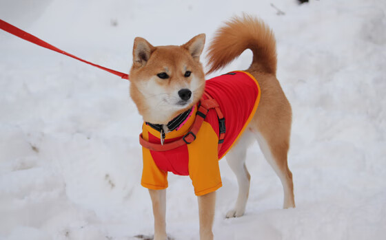 高水平蝶泳划频–配速关系图首次公开，蝶泳高手