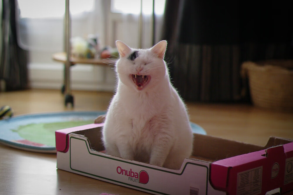 跳水技术提升朝鲜得分稳定，跳水朝鲜第一名