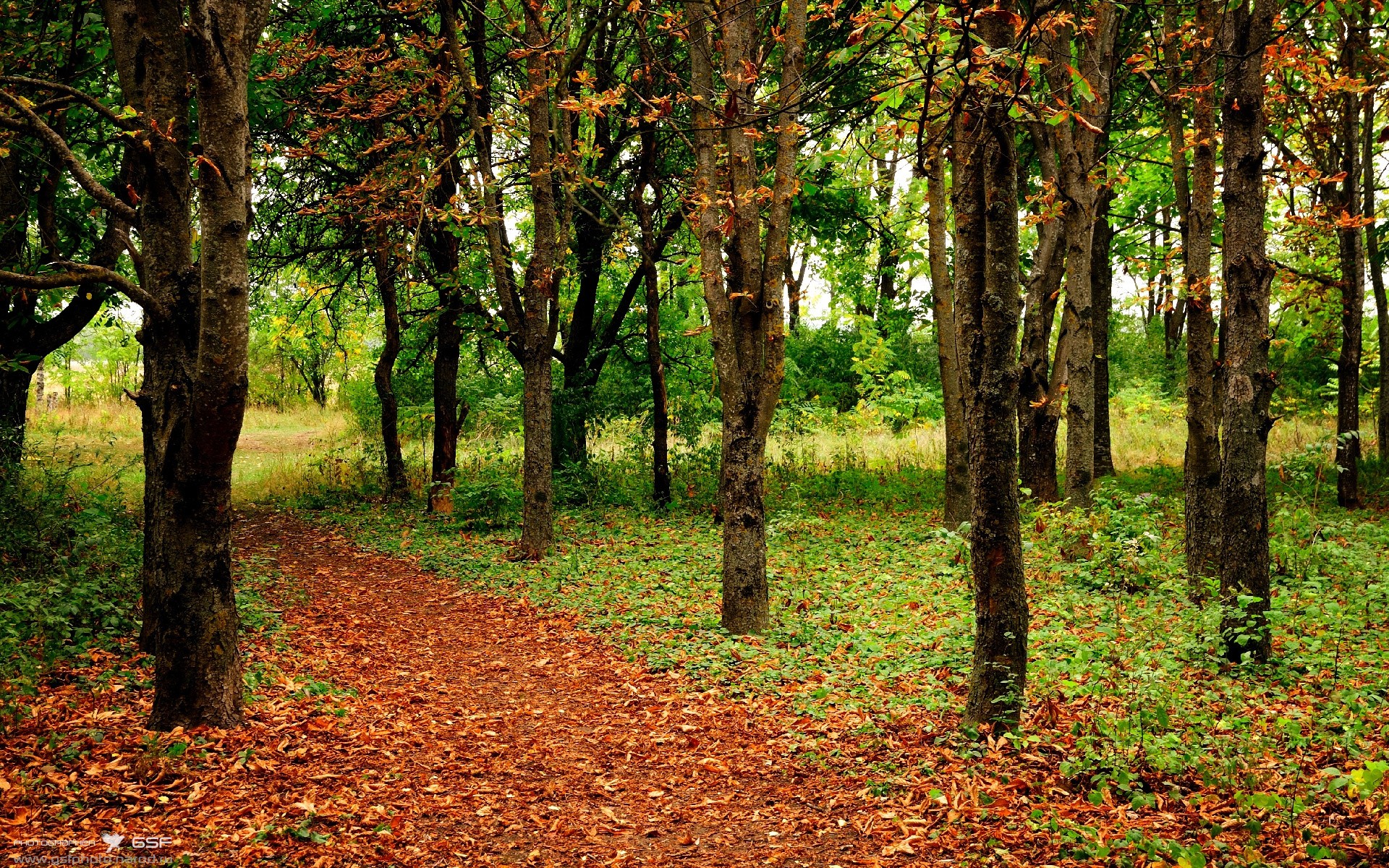 阿莱克西决赛发挥成赛场大赢家,阿莱克西亚萌娘百科