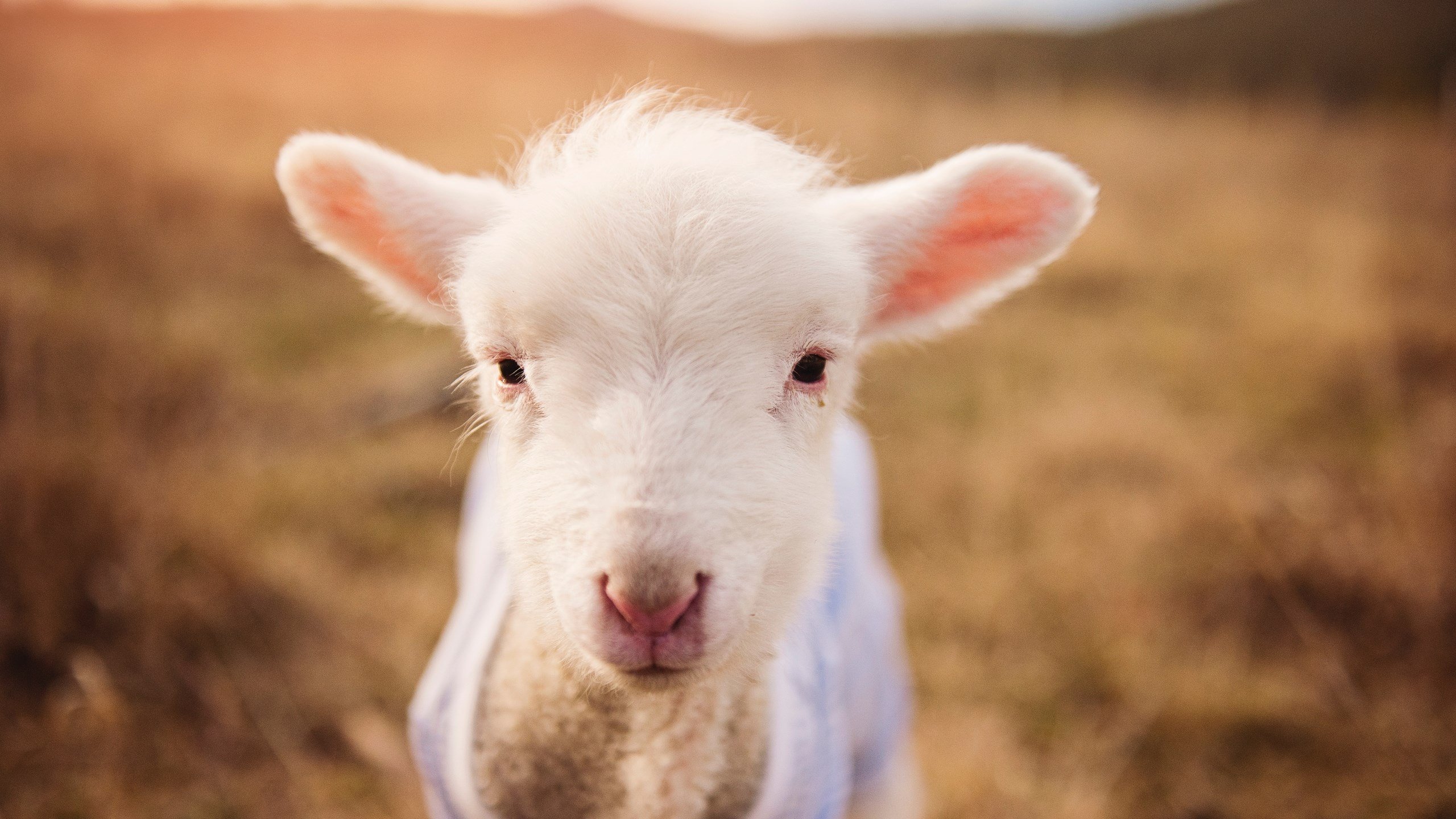 -阿根廷年轻天才逐步崭露头角，球队未来充满希望