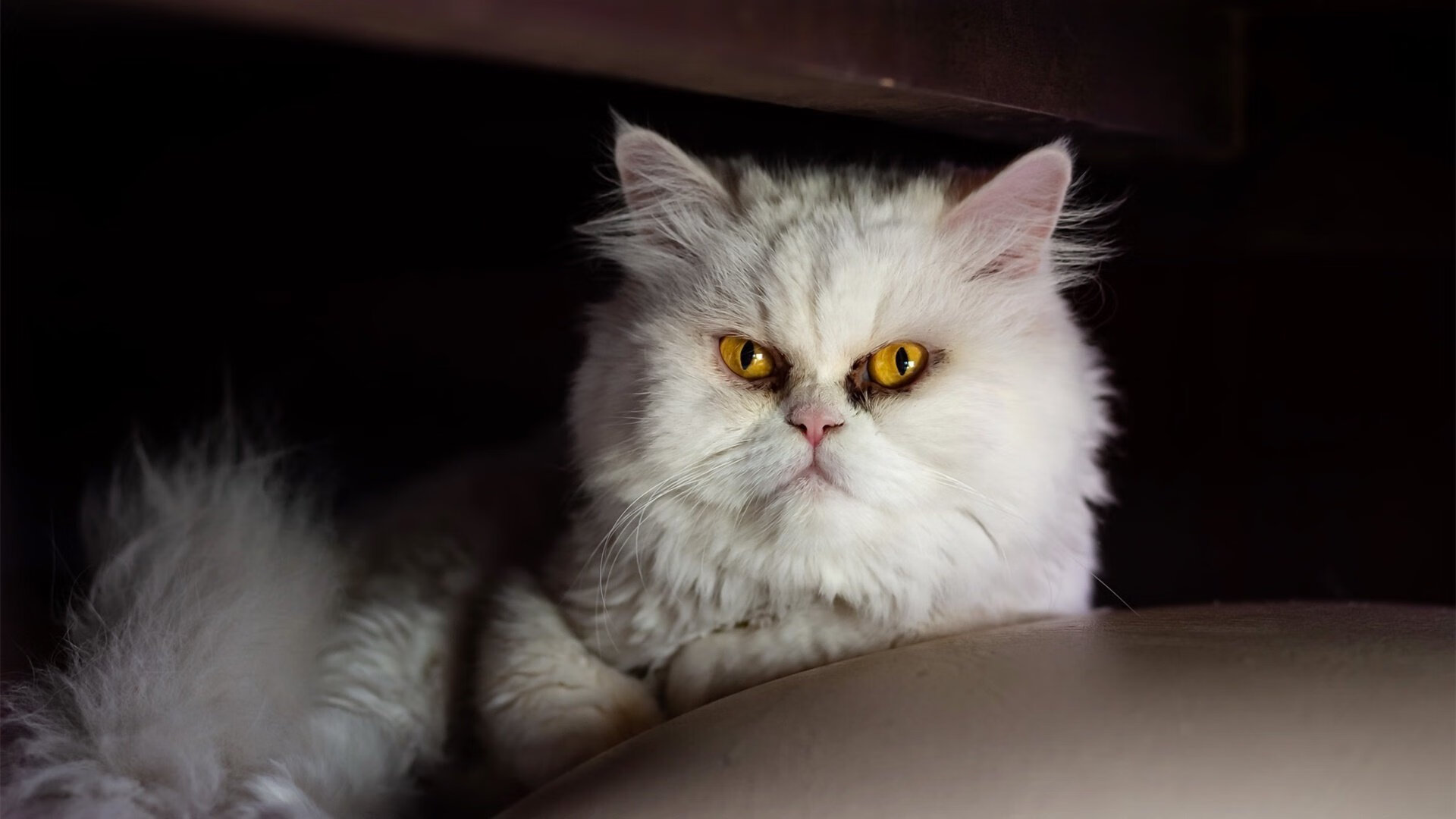 -青少年训练营引入国际教练丰富教学内容拓宽战术视野，青少年训练营是什么